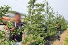 청송군, 외국인 계절근로자 451명 순차 입국 | 뉴스로