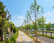 용인특례시 처인구, 남사 처인성로 ‘메타세쿼이아 가로숲길’ 조성 | 뉴스로