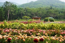 인천계양구 | 뉴스로