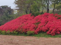 * 대형철쭉 * (영산홍) 판매합니다. - 산림경영지원