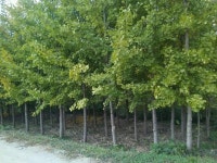 10년생 은행나무 150그루 팝니다. - 산림경영지원