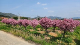 소나무,은목서,모과나무,호랑가시,매화나무,서부해당화 등 정원수 특수목판매 - 산림경영지원