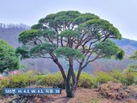 A급 성목 반송,조형소나무(40~60년생) - 산림경영지원