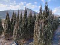 블루엔젤(3m) 판매합니다 - 산림경영지원