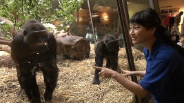 NHKドキュメンタリー - ブラタモリ「熊野～なぜ熊野は日本の聖地になった？～」