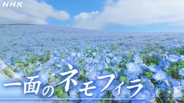 一面のネモフィラ　国営ひたち海浜公園に広がる絶景 | NHK