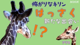 徳島WEB特集：暮らしのお役立ち情報から地域の深掘り記事まで | NHK
