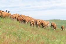축산연구사진 < 역사관 < 기관소개 < 국립축산과학원