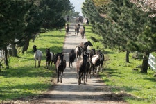 축산연구사진 < 역사관 < 기관소개 < 국립축산과학원