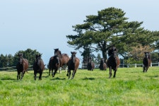상세 < 축산연구사진 < 역사관 < 기관소개 < 국립축산과학원