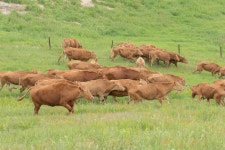 상세 < 축산연구사진 < 역사관 < 기관소개 < 국립축산과학원