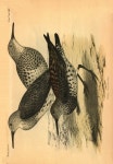 Fauna japonica 4. Aves