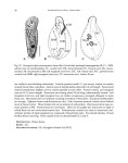 Invertebrate Fauna of Korea vol.1 no.2