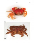 Invertebrate Fauna of Korea, vol.21, no.22 : Crabs and Zoeas ⅡArthropoda: Malacostraca: Decapoda: Brachyura: Eriphioidea... 