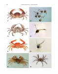 Invertebrate Fauna of Korea. Vol. 21 no.30, Crabs and Zoeas III Arthropoda: Malacostraca: Decapoda: Brachyura: Cancridae... 