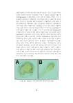 어류 생식줄기세포를 이용한 활용기술 개발 2차년도