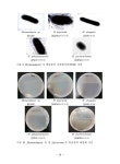 특수 환경 미생물자원 발굴 및 특성 분석 I