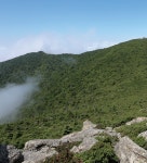 아고산 관목군락 = Subalpine shrub communities