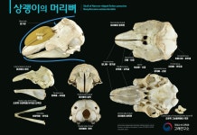국립수산과학원˃기관소개˃소속기관˃고래연구소>소개>주요 연구
