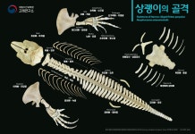 국립수산과학원˃기관소개˃소속기관˃고래연구소>소개>주요 연구