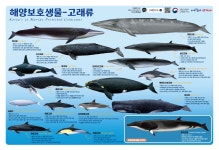 국립수산과학원˃기관소개˃소속기관˃고래연구소>소개>주요 연구
