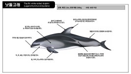 국립수산과학원˃기관소개˃소속기관˃고래연구소>소개>주요 연구