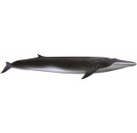 국립수산과학원˃기관소개˃소속기관˃고래연구소>소개>주요 연구