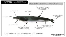 국립수산과학원˃기관소개˃소속기관˃고래연구소>소개>주요 연구
