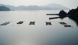 「よっぱらいサバ」の出荷スタート、酒かすを混ぜた餌を与え完全養殖　福井県小浜市 - 社会写真ニュース : 日刊スポーツ