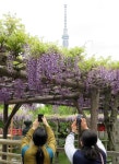 藤の花効果でコロナにも負けん　鬼滅の新聖地？亀戸天神社の「藤まつり」 - 社会 : 日刊スポーツ