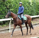 ゲラウィン動いた12秒３　宮田師「体力ついてひと追いごとに動けるように」／新馬戦 - ２歳馬特集 | 競馬 : 日刊スポーツ