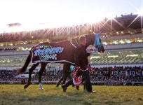 【写真特集】障害の「絶対王者」オジュウチョウサン、記録と記憶に残る名ジャンパー - 競馬ライブ速報写真ニュース : 日刊スポーツ... 