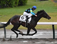 永島まなみ騎手、シゲルショウグンで今年17勝目、５週連続勝利で通算45勝目／新潟3R - 競馬写真ニュース : 日刊スポーツ