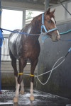 注目新馬ライスネイチャがゲート試験に合格、夏小倉デビュー目指す　松永昌師「スピードタイプ」 - ２歳馬特集 | 競馬写真ニュース... 