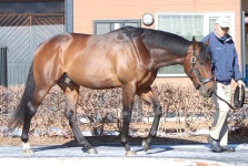【注目新種牡馬紹介】祖父ガリレオ以来の快挙成し遂げたアダイヤー、馬格あり配合牝馬選ばない - 競馬写真ニュース : 日刊スポーツ