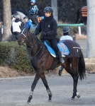 コスモキュランダ上昇気配　加藤士師「いい負荷」トリッキーな中山で巻き返しに手応え／AJCC - 競馬写真ニュース : 日刊スポーツ