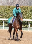 【フェブラリーＳ】サンデーファンデーに重賞Ｖの勢い　音無師「自分の形に持ち込めれば」 - 競馬 : 日刊スポーツ