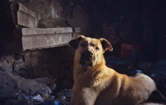 Stray review: lost dogs doc is a must-watch for mutt-lovers