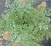 약용작물 천궁 재배기술 | 농사로 약용작물 천궁 재배기술