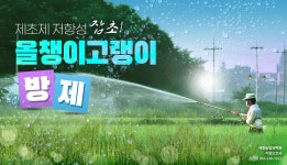 제초제 저항성 잡초 올챙이고랭이 방제 | 농사로 제초제 저항성 잡초 올챙이고랭이 방제