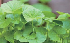 상처치료 원료로 각광 받는 병풀 효능 및 재배기술 | 농사로 상처치료 원료로 각광 받는 병풀 효능 및 재배기술