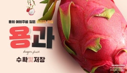 용의 여의주를 닮은 아열대 과일 용과 수확 및 저장 | 농사로 용의 여의주를 닮은 아열대 과일 용과 수확 및 저장