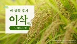 벼 생육 후기 이삭에 나타나는 병 | 농사로 벼 생육 후기 이삭에 나타나는 병