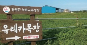 현장에서 찾은 목장형 유제품 생산 농가 경영 노하우 | 농사로 현장에서 찾은 목장형 유제품 생산 농가 경영 노하우