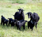 염소 집중관리로 농가 소득 높여요 | 농사로 염소 집중관리로 농가 소득 높여요