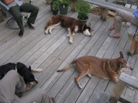 Retiring Dogs and the Adoption Process - Denali National Park & Preserve (U.S. National Park Service) - Runnin with the Kennels... 