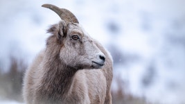 Bighorn sheep wildlife closures extended this spring - Grand Teton National Park (U.S. National Park Service)