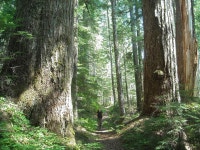 Eastside Trail - Mount Rainier National Park (U.S. National Park Service)