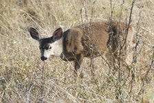 Photo (U.S. National Park Service)