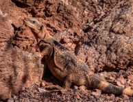 Gallery Item Display